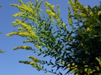 Goldenrod