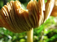 Ribbed mushroom